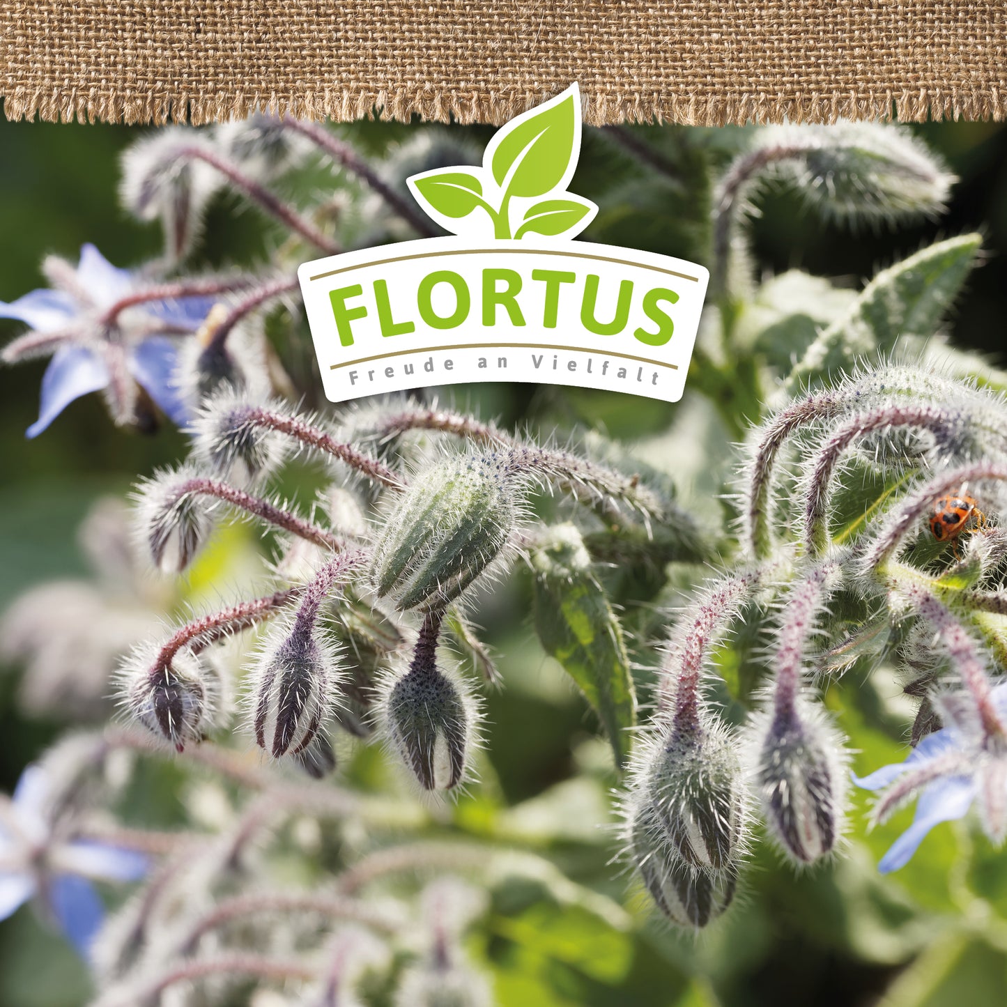 Artikelbild 5 von "BIO Borretsch" aus der Kategorie Borretschsamen