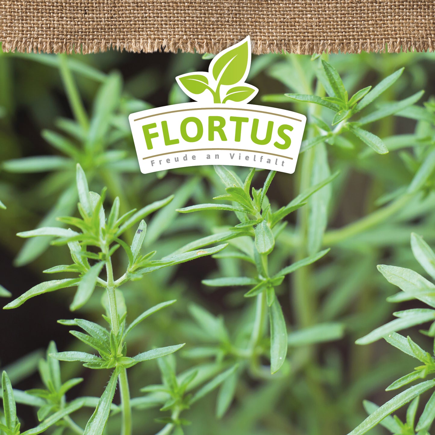 Artikelbild 5 von "BIO Bohnenkraut" aus der Kategorie Bohnenkrautsamen