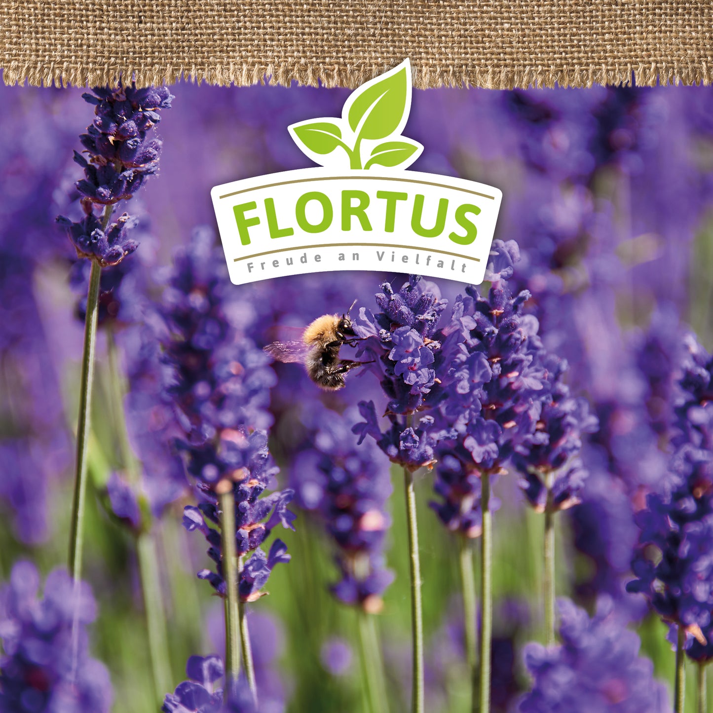 Artikelbild 5 von "BIO Lavendel" aus der Kategorie Lavendelsamen