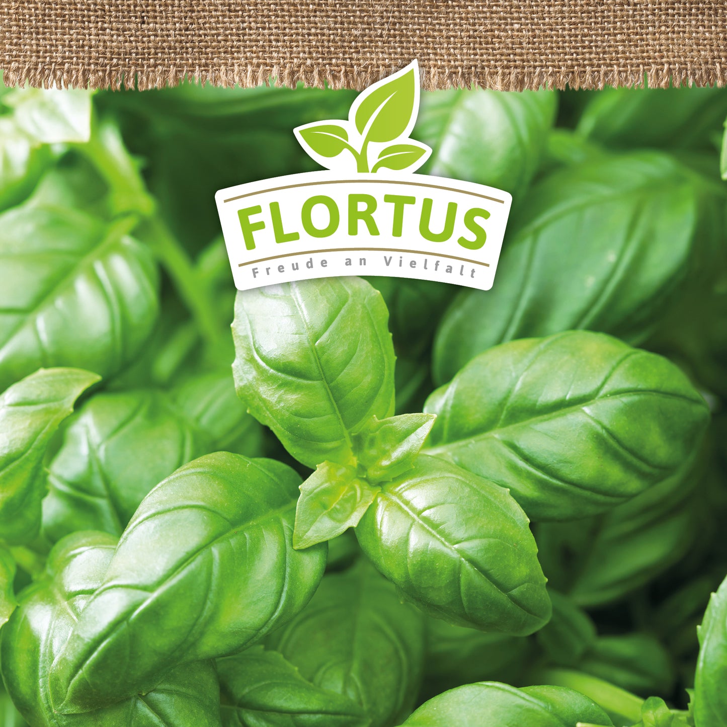 Artikelbild 5 von "BIO Genoveser Basilikum" aus der Kategorie Basilikumsamen