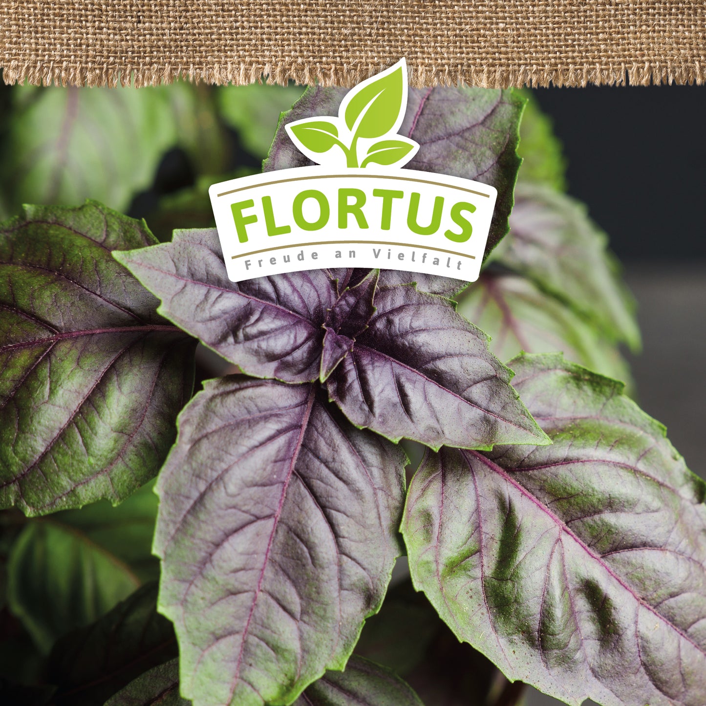 Artikelbild 5 von "BIO Basilikum rotblättrig" aus der Kategorie Basilikumsamen