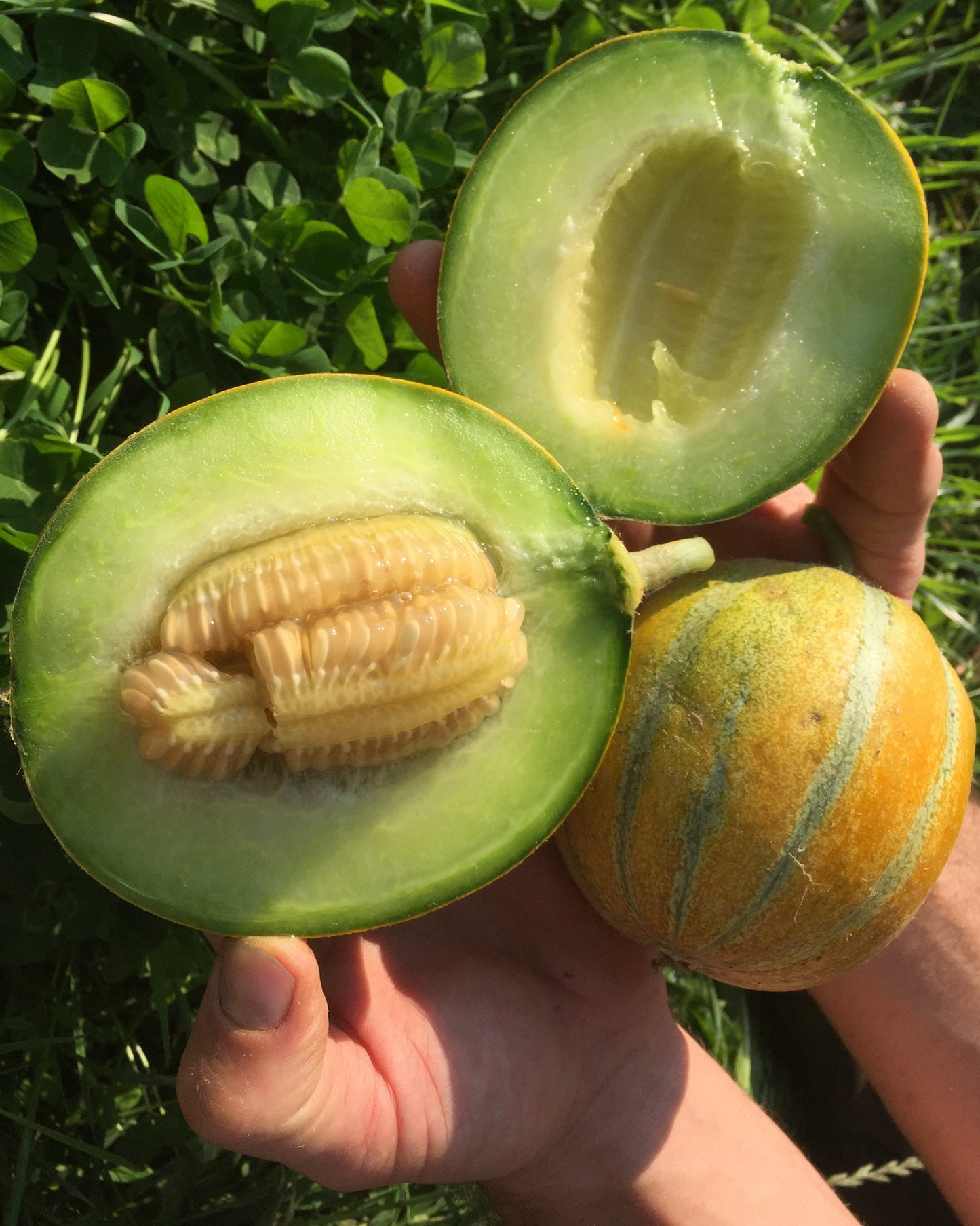 Artikelbild 4 von "BIO Honigmelone" aus der Kategorie Honigmelonensamen