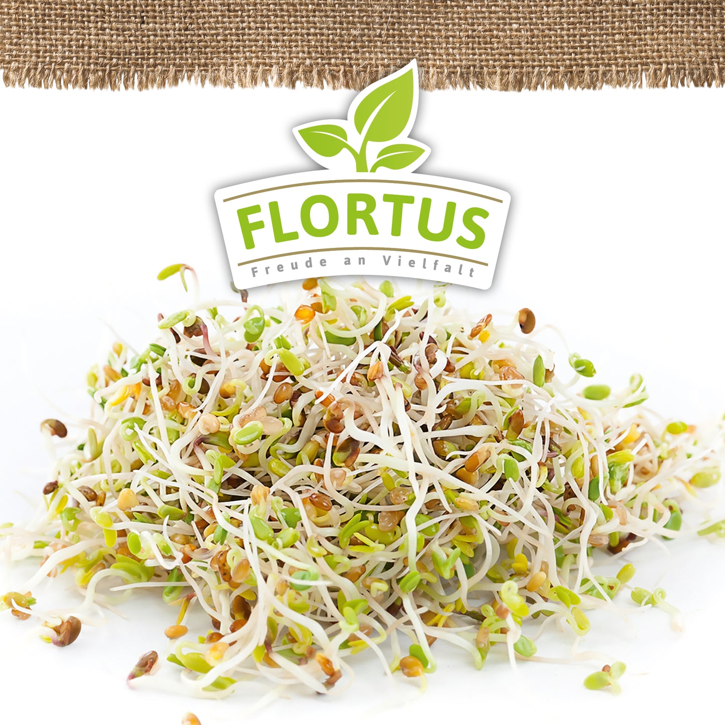 Artikelbild 5 von "BIO Keimsprossen Alfalfa" aus der Kategorie Keimsprossen