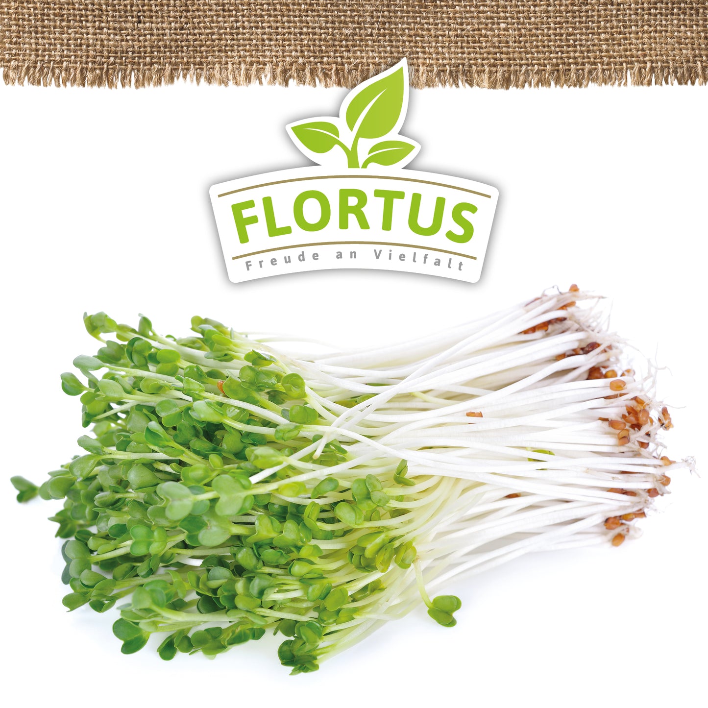 Artikelbild 5 von "BIO Keimsprossen Daikon-Rettich" aus der Kategorie Keimsprossen