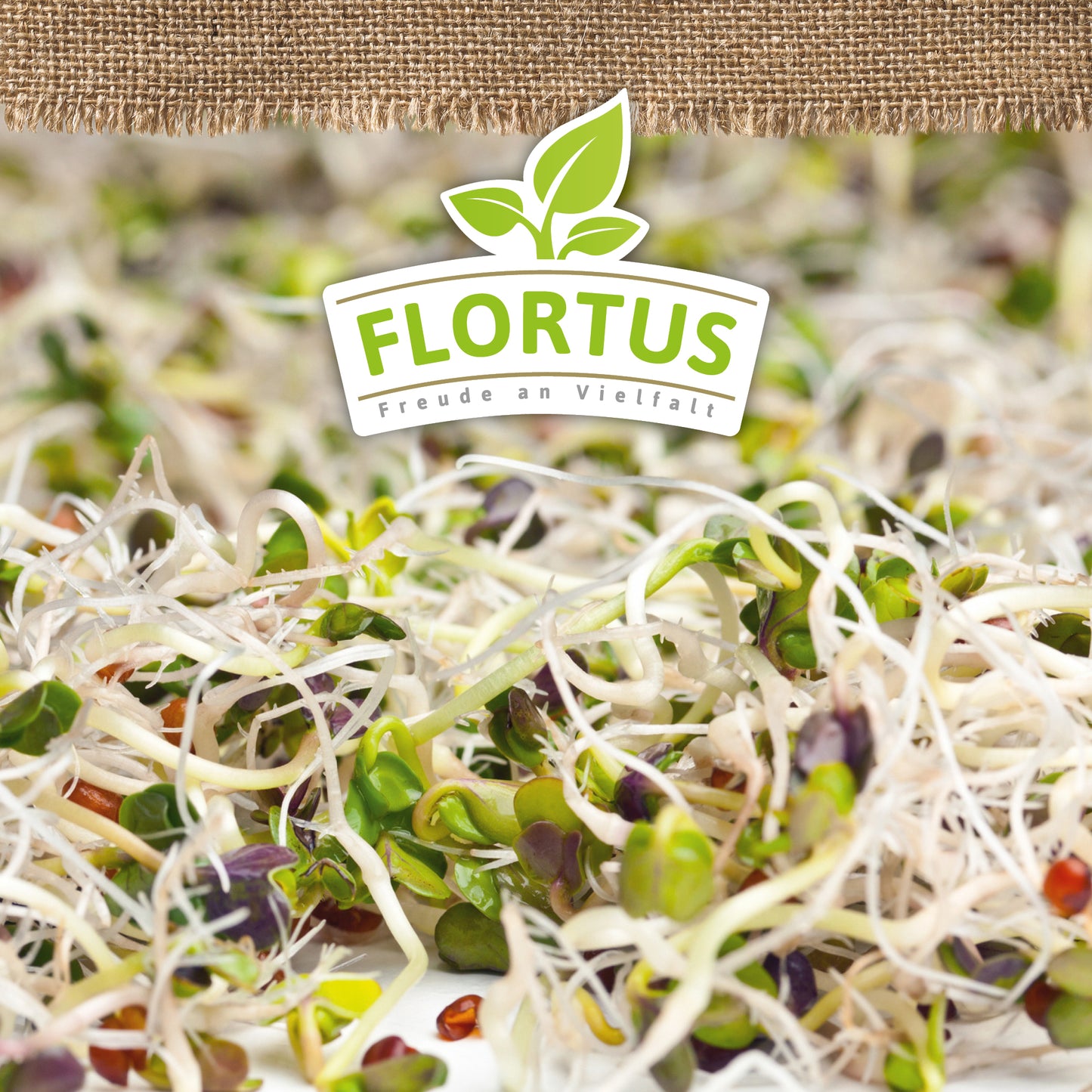 Artikelbild 5 von "BIO Keimsprossen Gourmet-Mischung (Quinoa, Linsen und Rettich)"