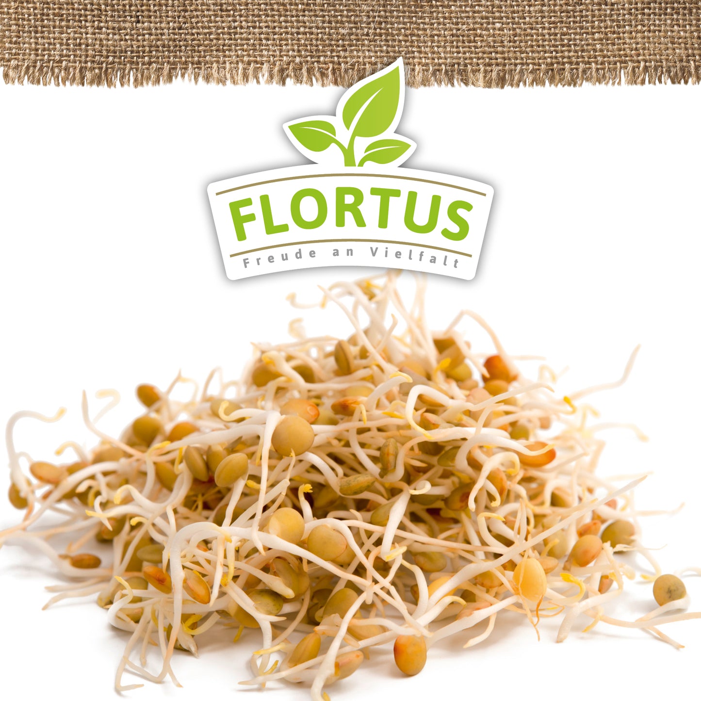 Artikelbild 5 von "BIO Keimsprossen Linse" aus der Kategorie Keimsprossen