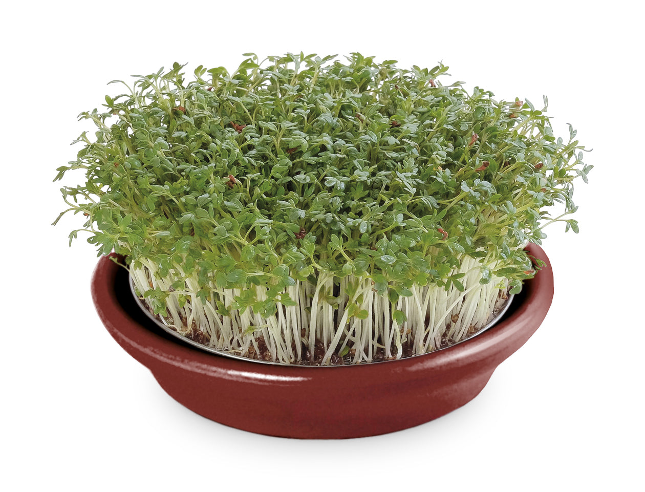 Artikelbild 2 von "Kressesieb weinrot (12 cm)" aus der Kategorie Keimschale