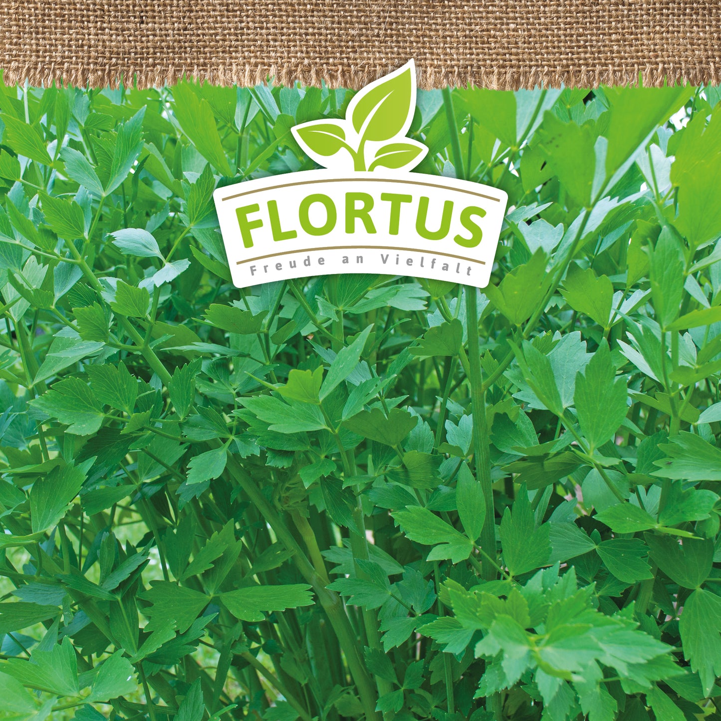 Artikelbild 5 von "BIO Liebstöckel" aus der Kategorie Liebstöckelsamen