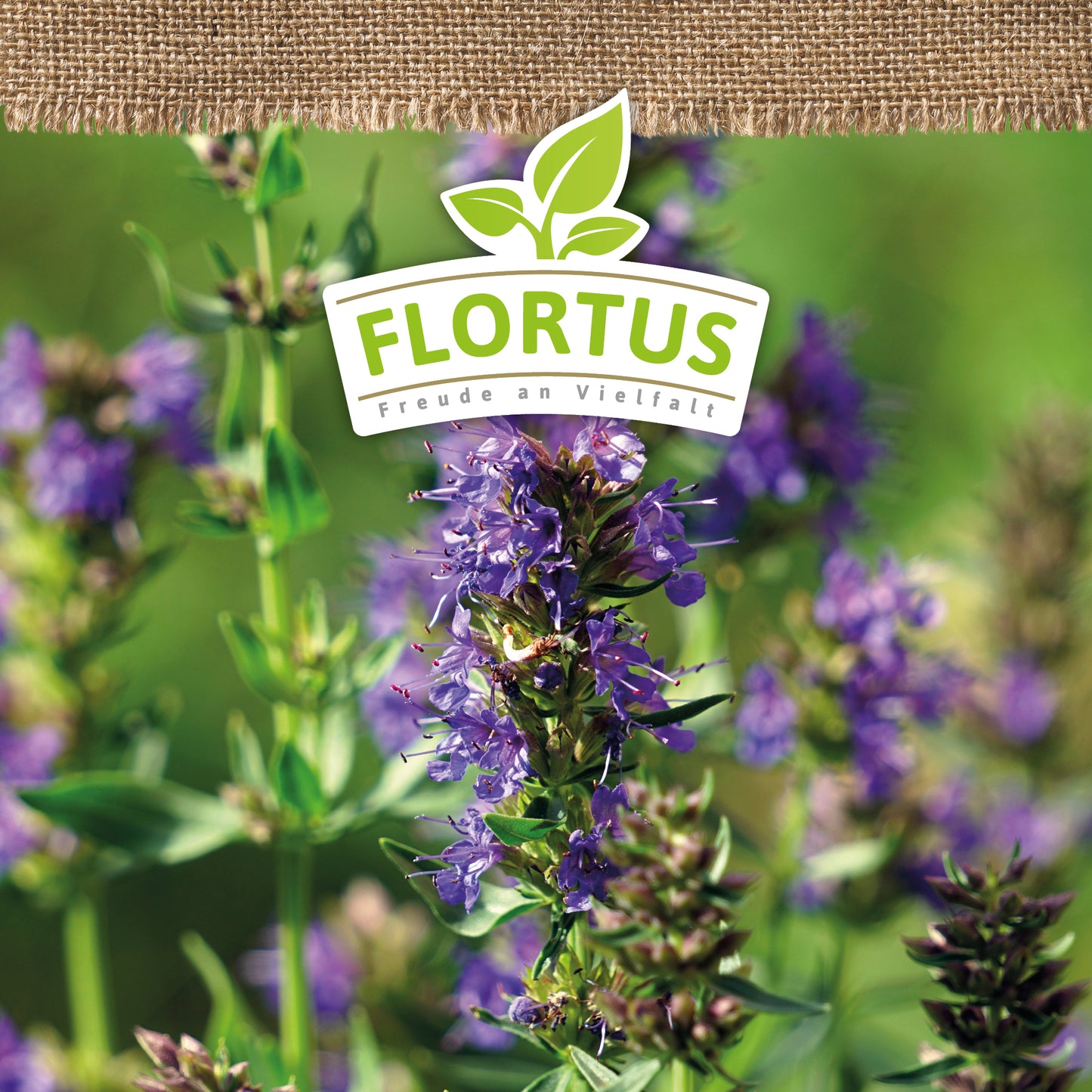 Artikelbild 5 von "BIO Ysop" aus der Kategorie Kräutersamen