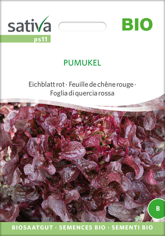 Artikelbild 1 von "BIO Eichblatt Pumukel" aus der Kategorie Salatsamen