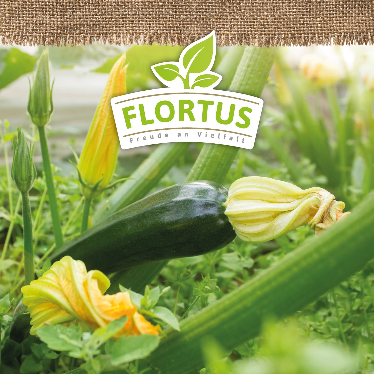 Artikelbild 5 von "BIO Zucchini Black Beauty" aus der Kategorie Zucchinisamen