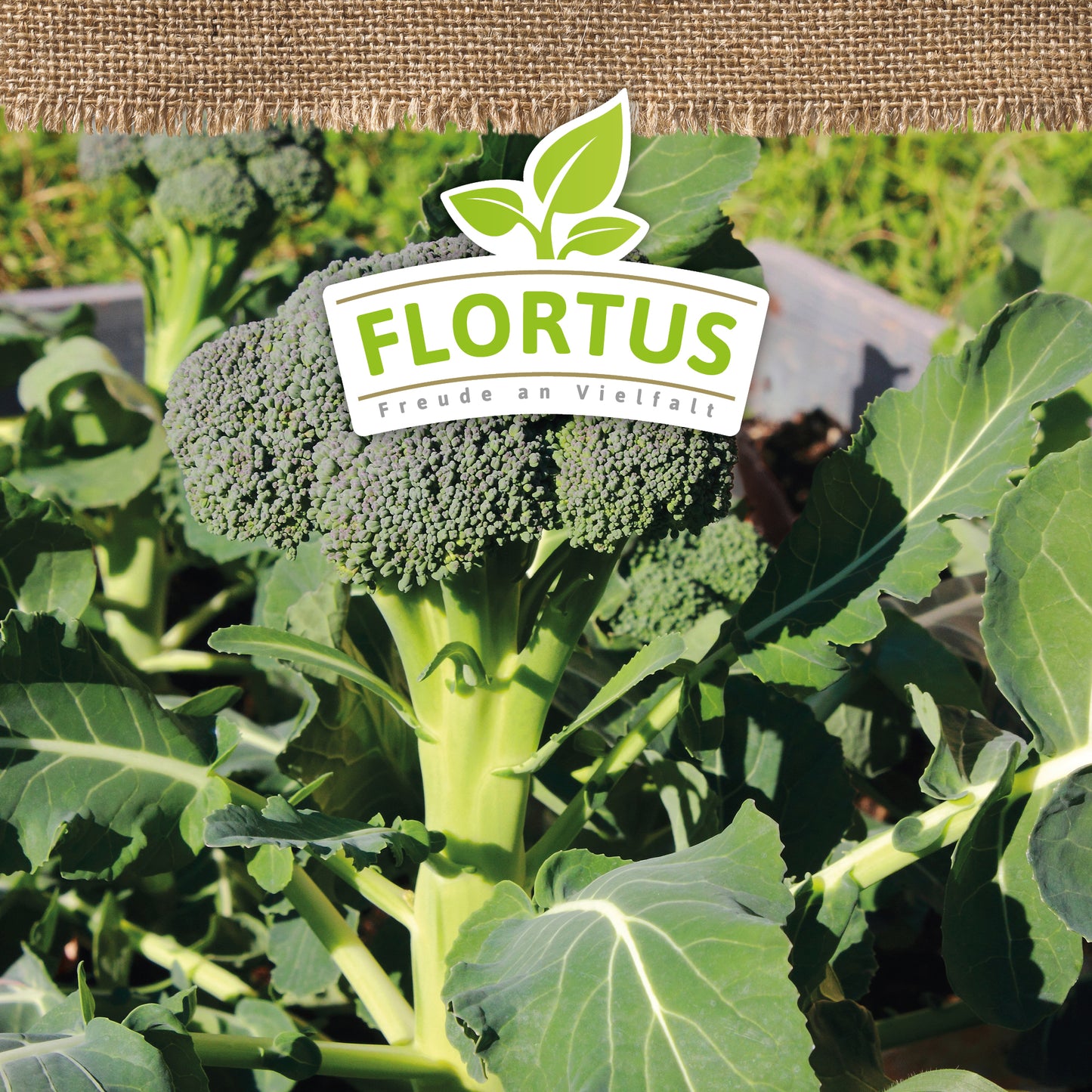 Artikelbild 5 von "BIO Brokkoli Ramoso Calabrese" aus der Kategorie Brokkolisamen