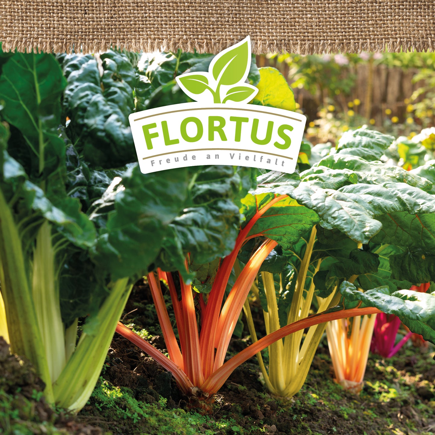 Artikelbild 5 von "BIO Mangold Bright Lights" aus der Kategorie Mangoldsamen