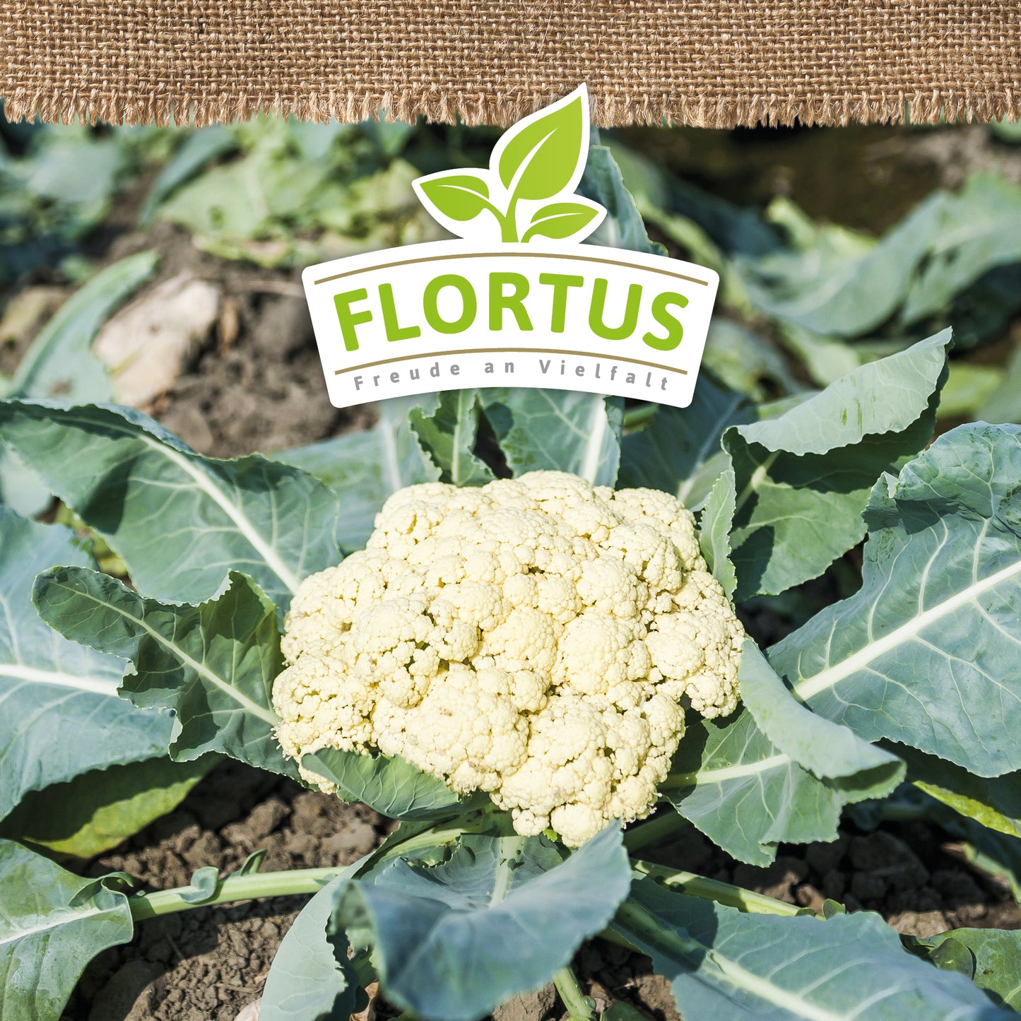 Artikelbild 5 von "BIO Blumenkohl Alpha 7" aus der Kategorie Blumenkohlsamen