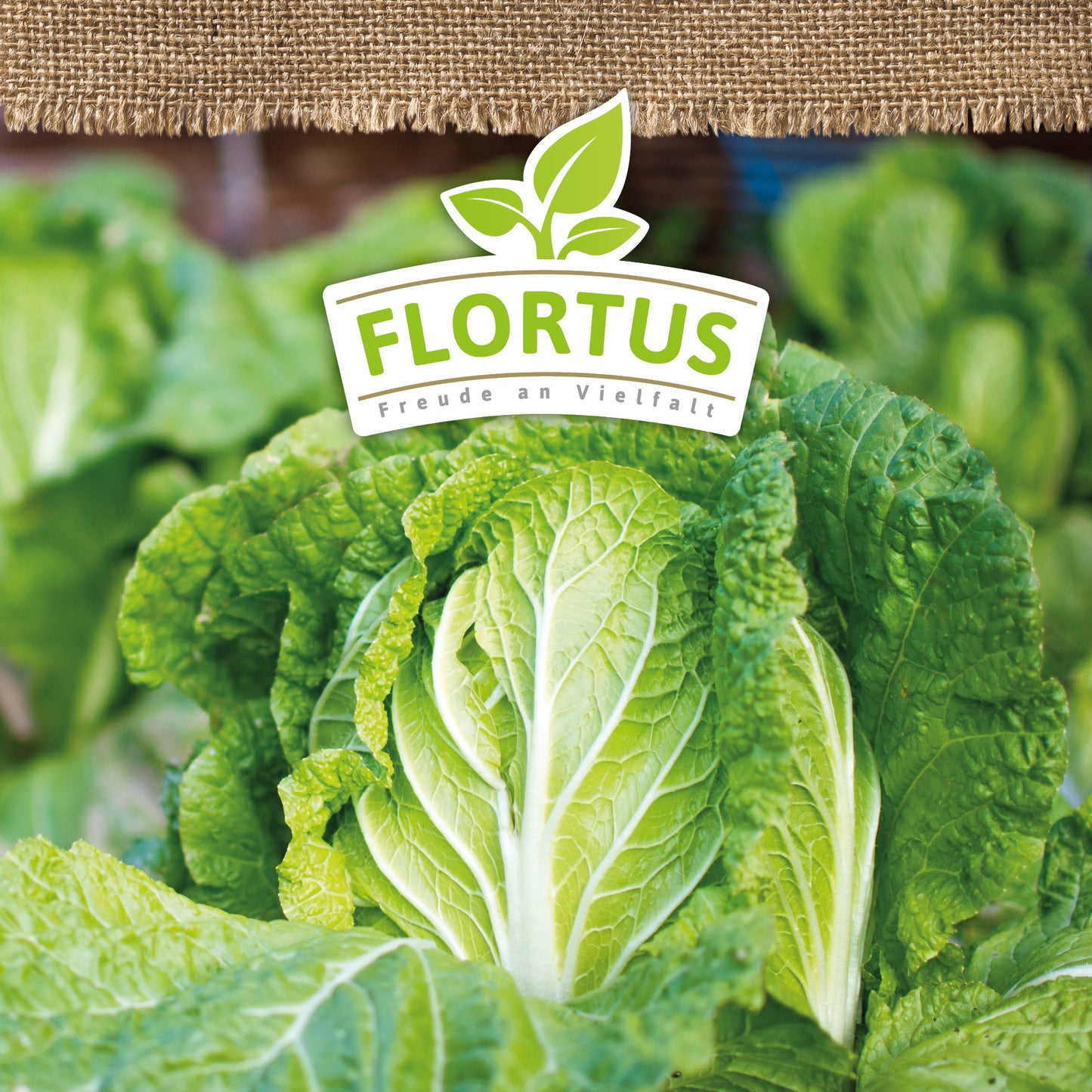 Artikelbild 5 von "BIO Chinakohl Cantoner" aus der Kategorie Chinakohlsamen