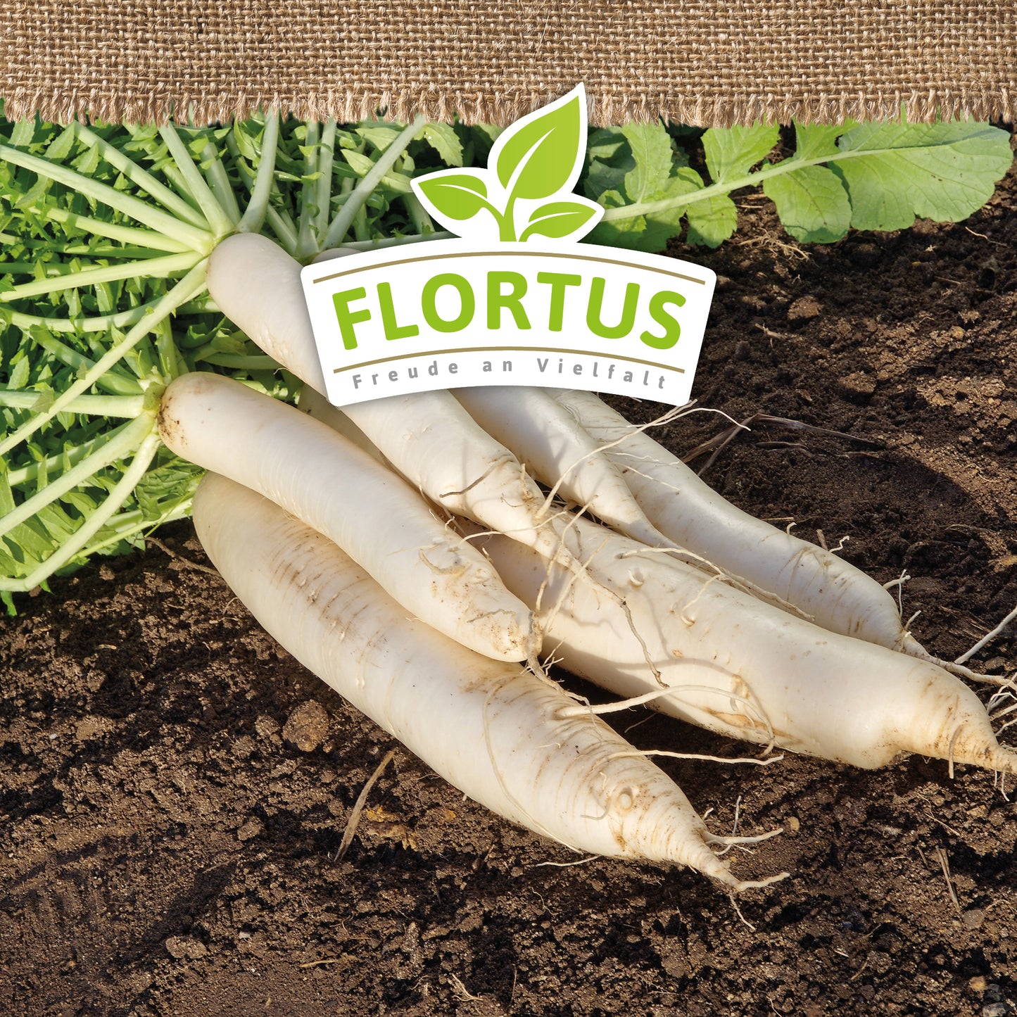 Artikelbild 5 von "BIO Rettich Zürcher Markt" aus der Kategorie Rettichsamen