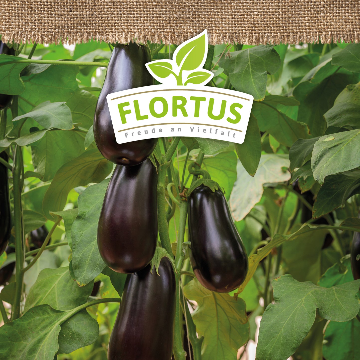 Artikelbild 5 von "BIO Aubergine Violetta Lunga 3" aus der Kategorie Auberginensamen