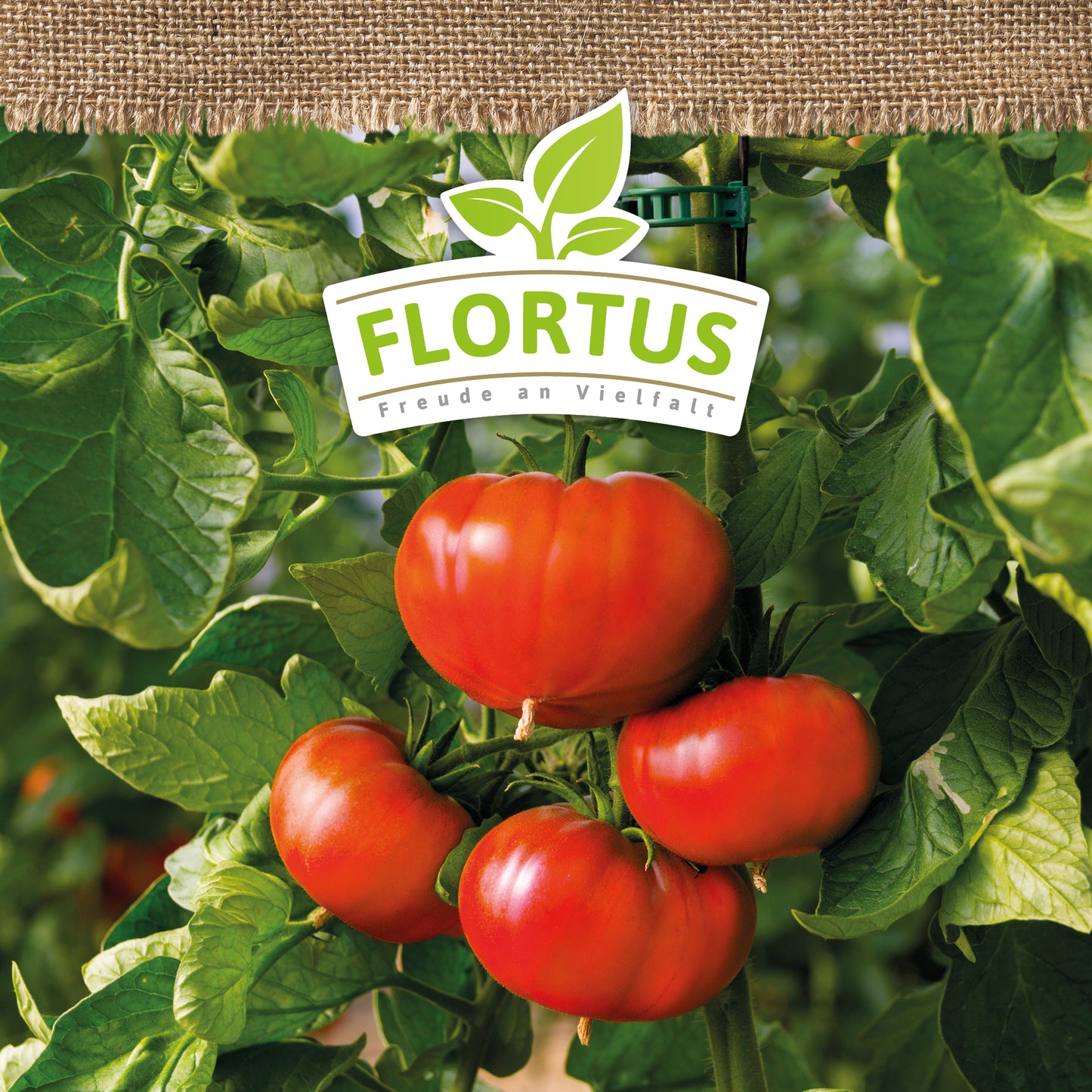 Artikelbild 5 von "BIO Fleischtomate Marmande" aus der Kategorie Fleischtomatensamen