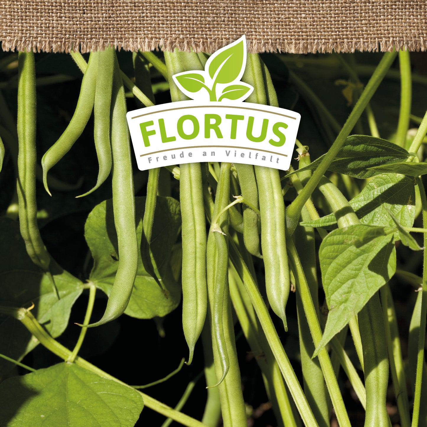 Artikelbild 5 von "BIO Buschbohne Maxi" aus der Kategorie Buschbohnensamen