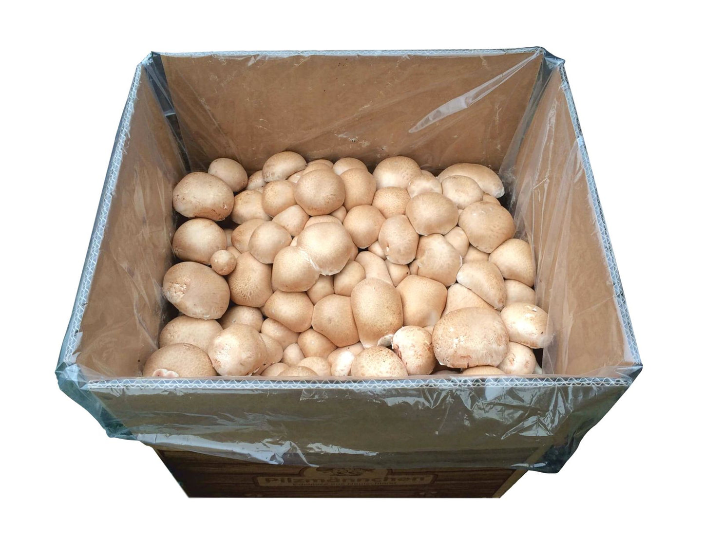 Artikelbild 2 von "BIO Pilzzuchtset Steinchampignon" aus der Kategorie Pilzzuchtset