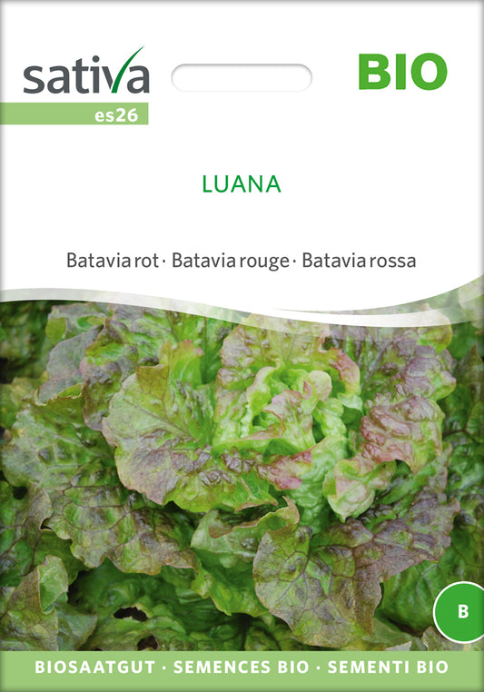 Artikelbild 1 von "BIO Batavia rot Luana" aus der Kategorie Eissalatsamen