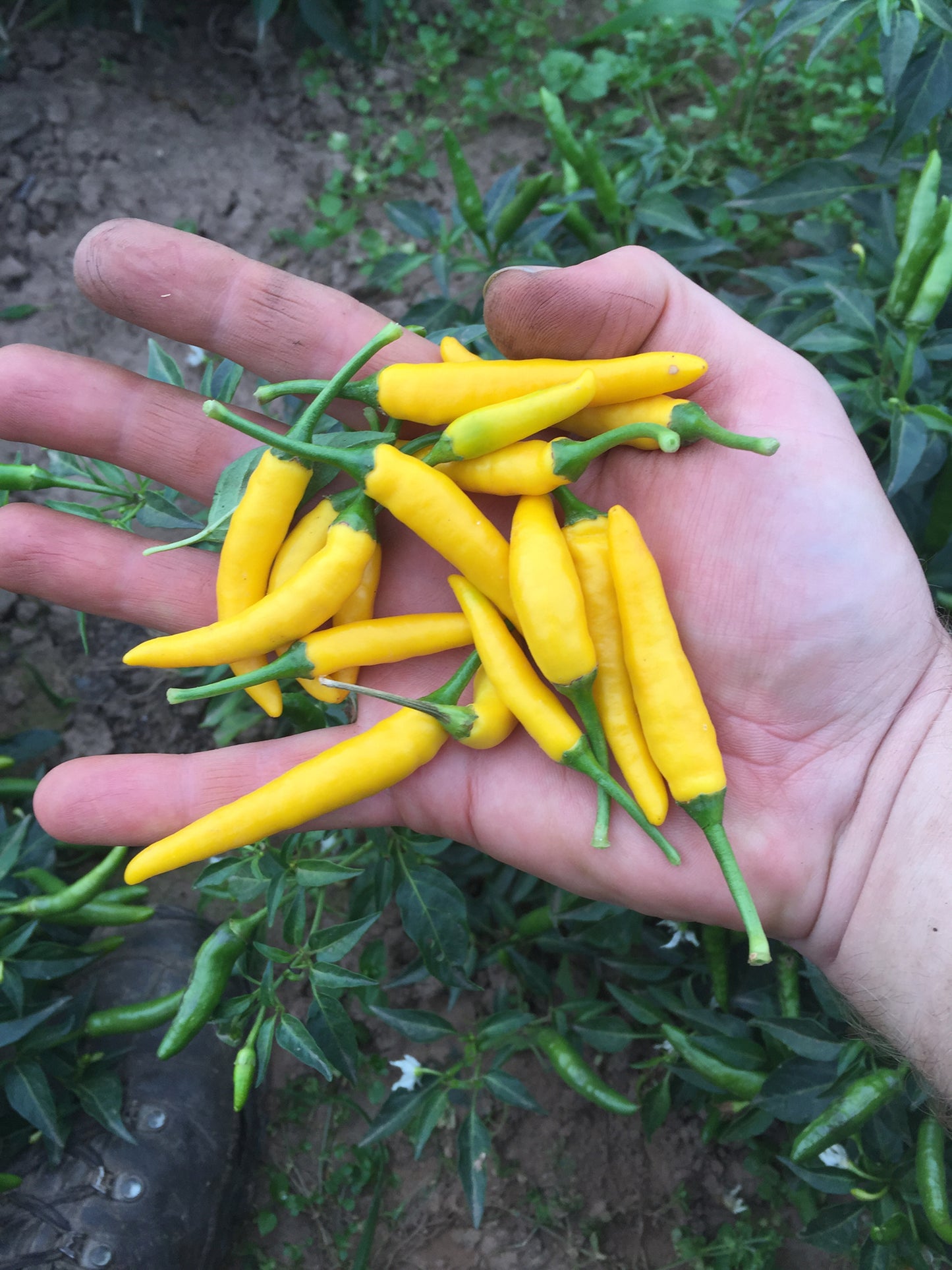 Artikelbild 2 von "BIO Chili CA13" aus der Kategorie Gemüsesamen