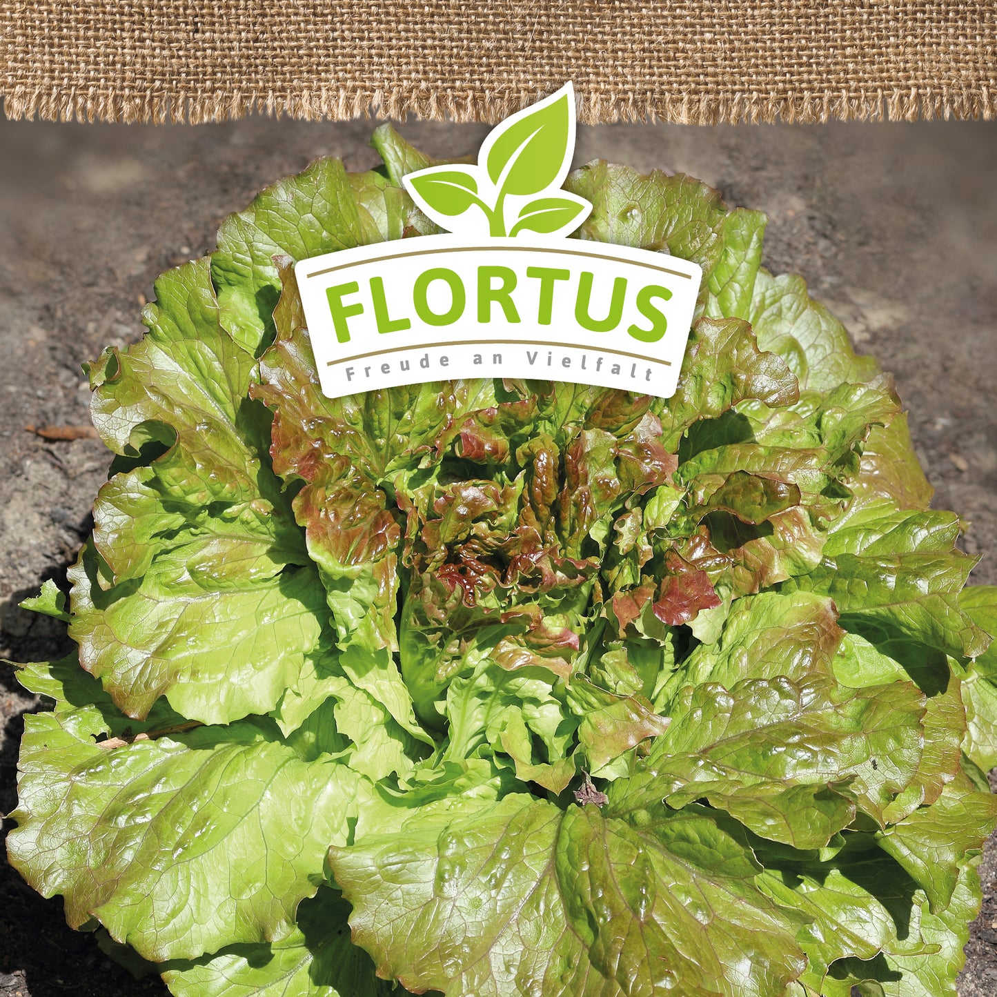 Artikelbild 5 von "BIO Winterkopfsalat Wintermarie" aus der Kategorie Kopfsalatsamen