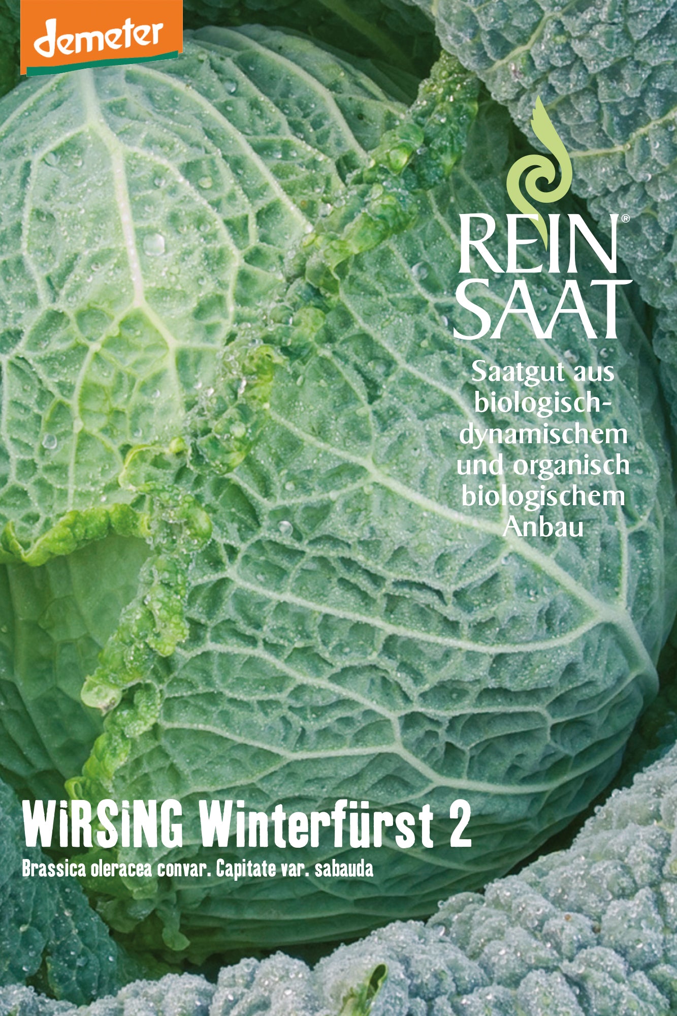 Artikelbild 1 von "BIO Wirsing Winterfürst 2" aus der Kategorie Wirsingsamen