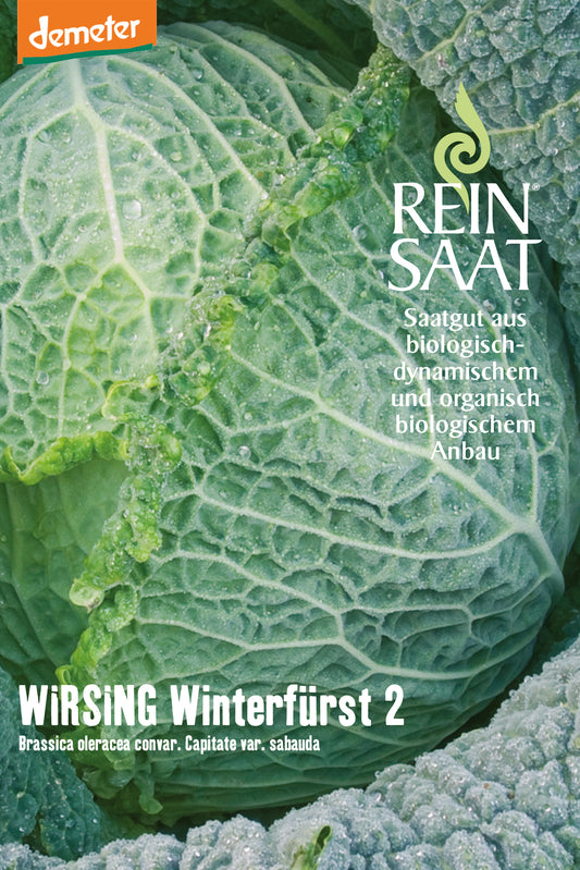 Artikelbild 1 von "BIO Wirsing Winterfürst 2" aus der Kategorie Wirsingsamen