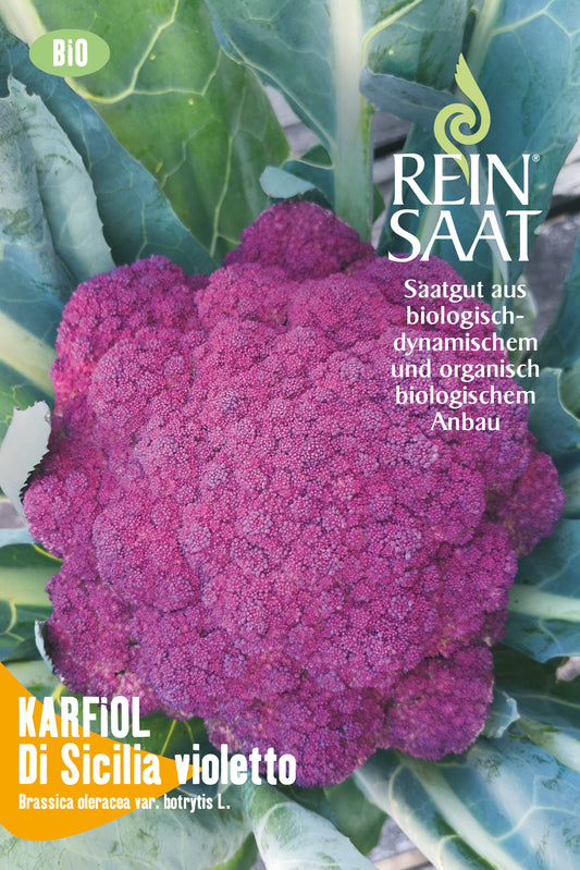 Artikelbild 1 von "BIO Blumenkohl Di Sicilia violetto" aus der Kategorie Blumenkohlsamen