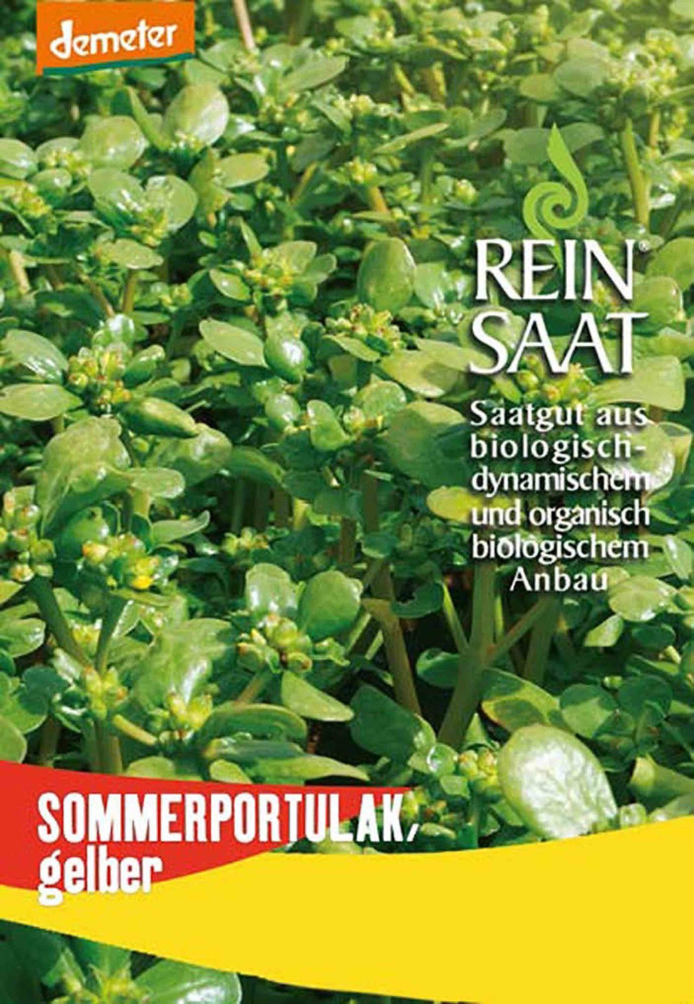 Artikelbild 1 von "BIO Sommerportulak (gelber)" aus der Kategorie Portulaksamen