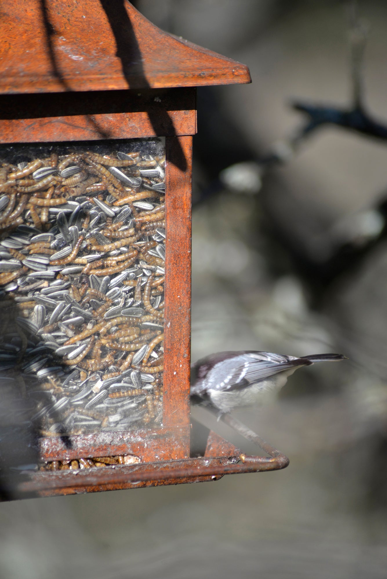 Artikelbild 2 von "Vogelfutter Mehlwürmer (300 g)" aus der Kategorie Vogelfutter