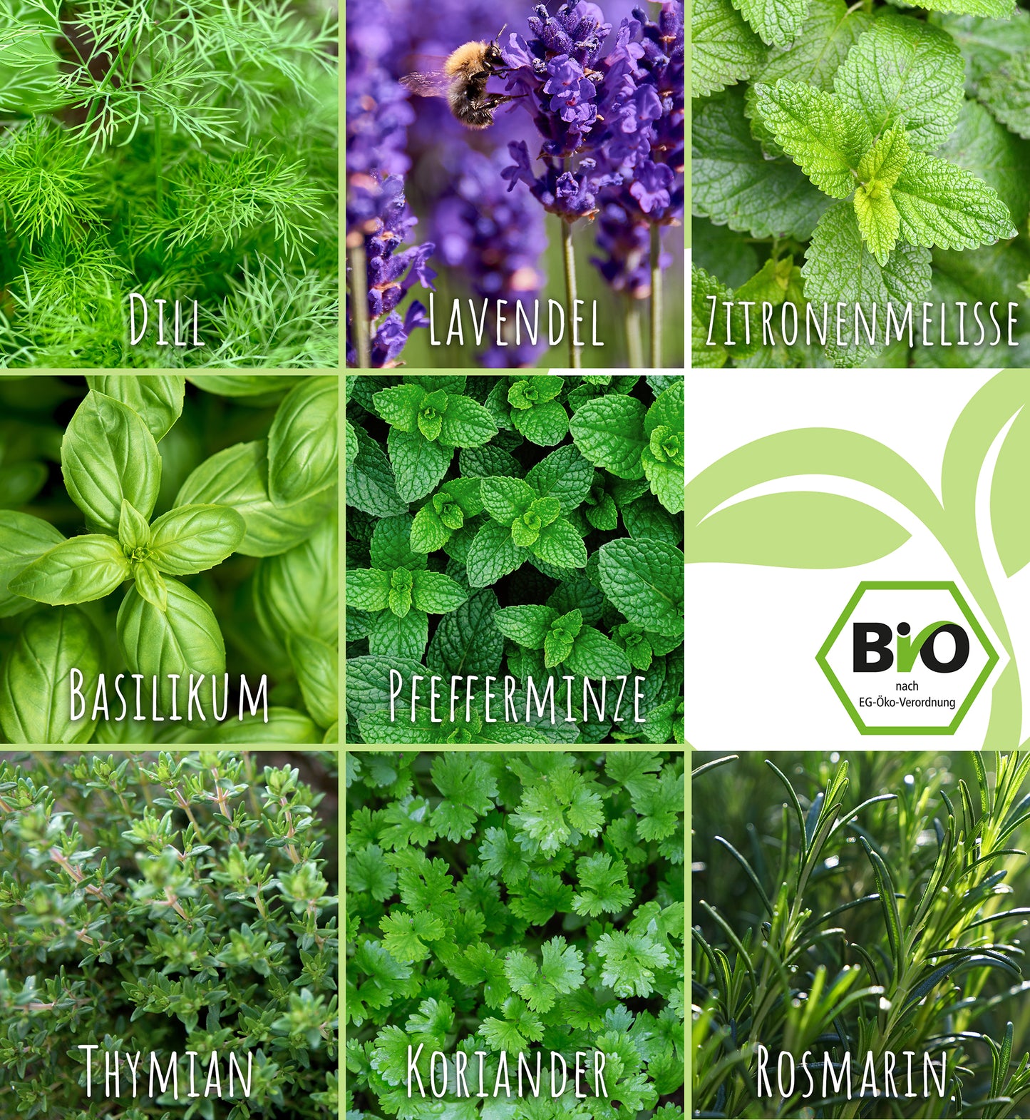 Artikelbild 8 von "BIO Cocktailkräuter-Set (8 Sorten)" aus der Kategorie Kräutersamen-Sets