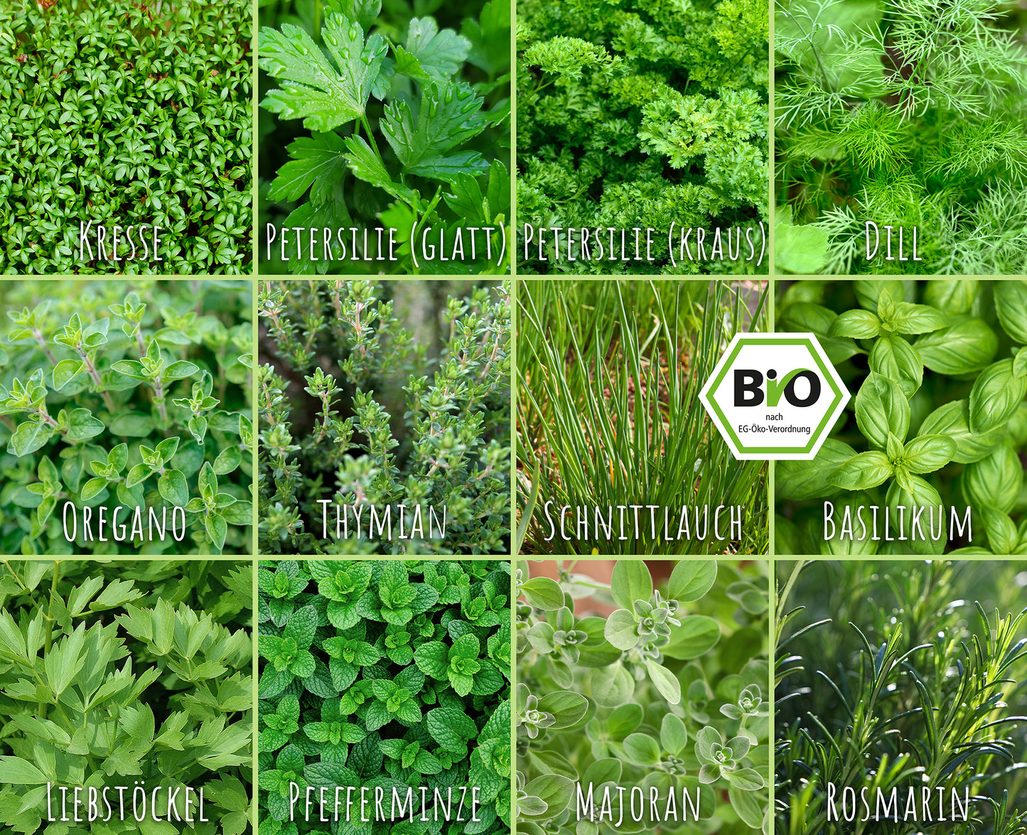 Artikelbild 8 von "BIO Küchenkräuter-Set (12 Sorten)" aus der Kategorie Kräutersamen-Sets