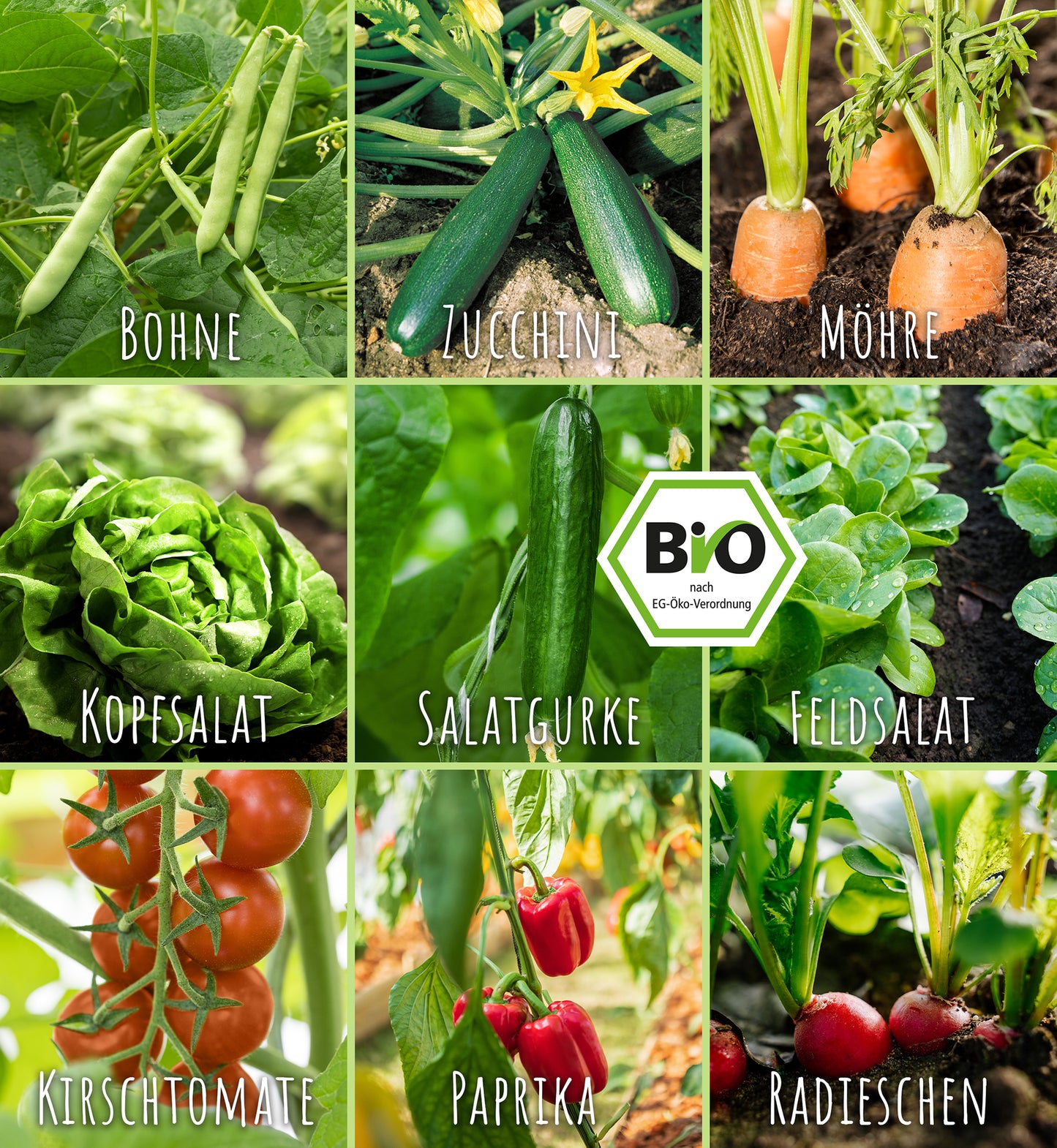 Artikelbild 8 von "BIO Selbstversorger-Set (9 Sorten)" aus der Kategorie Gemüsesamen-Sets