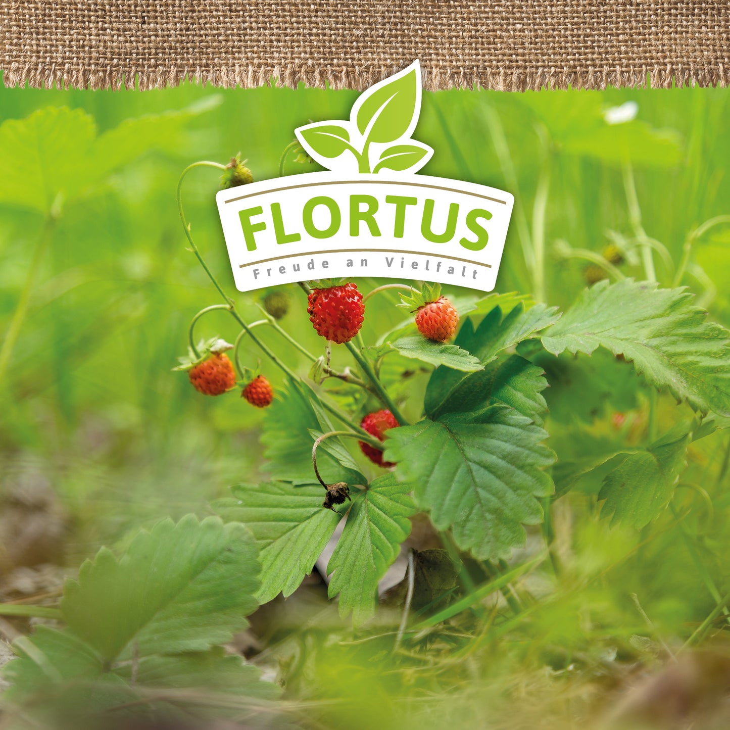 Artikelbild 9 von "BIO Monatserdbeere Rügen" aus der Kategorie Erdbeersamen