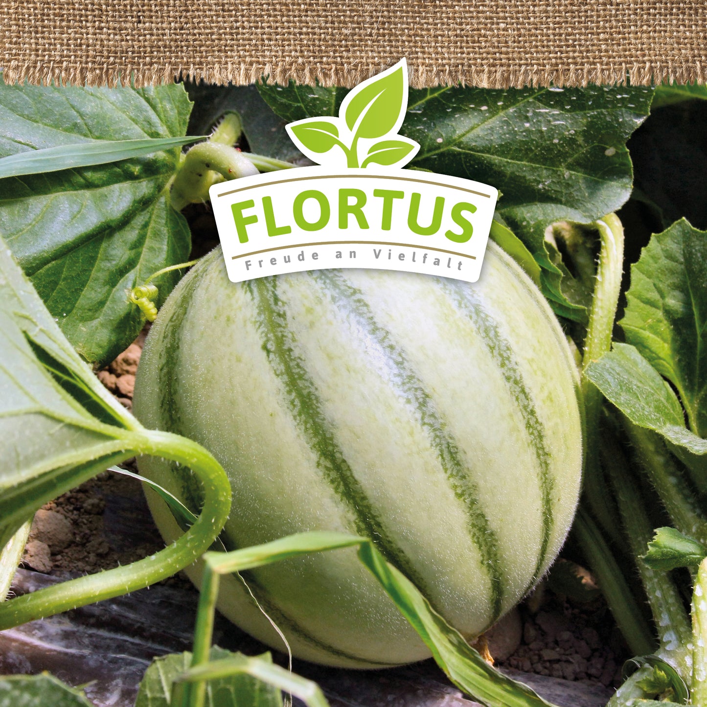 Artikelbild 9 von "BIO Zuckermelone Charentaise" aus der Kategorie Zuckermelonensamen