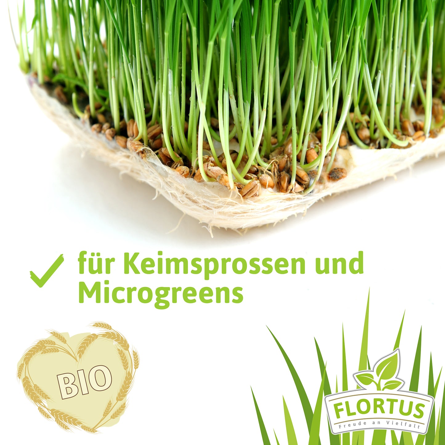 Artikelbild 15 von "BIO Weichweizen" aus der Kategorie Getreidesamen