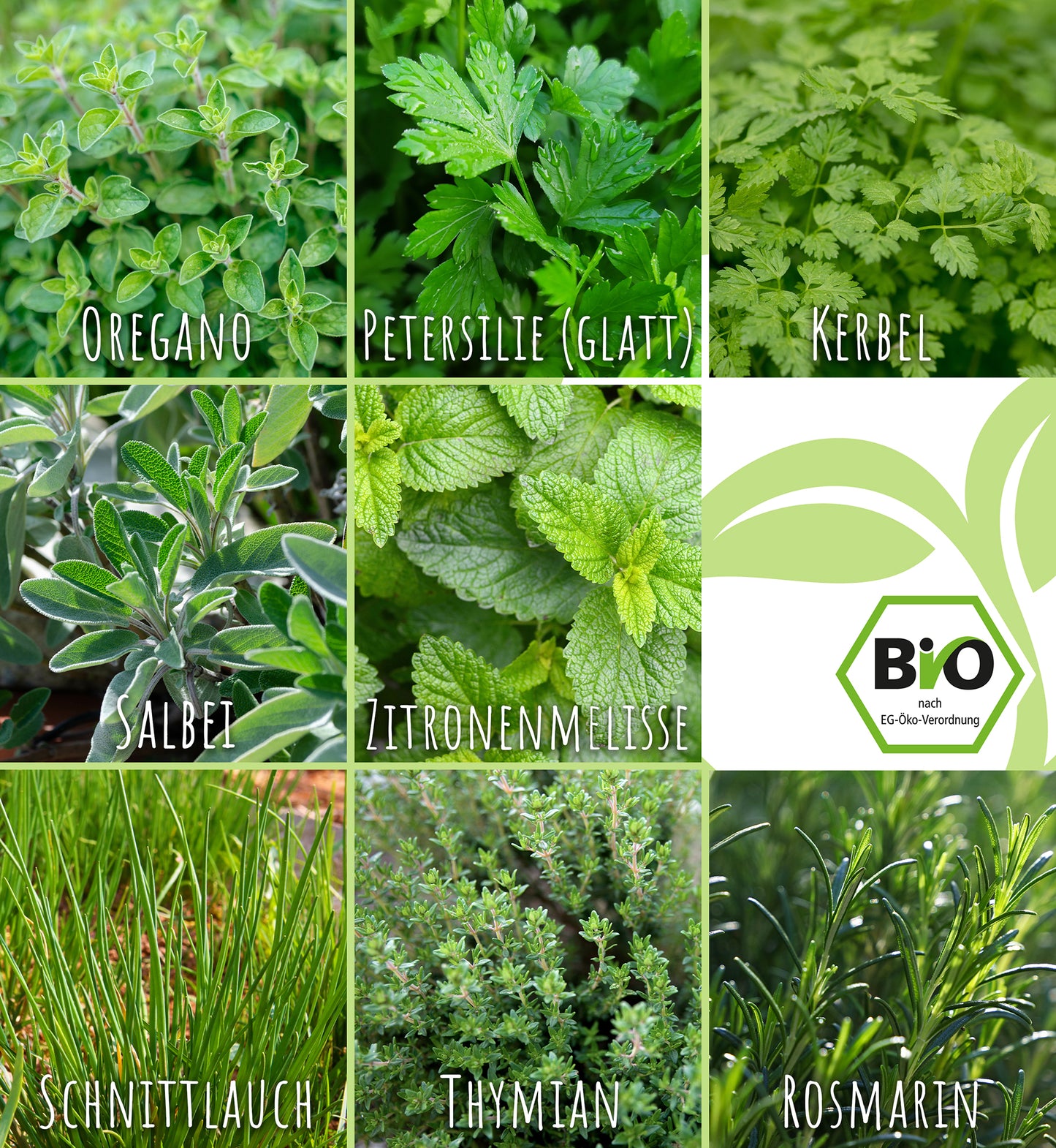 Artikelbild 8 von "BIO Winterkräuter Set (8 Sorten)" aus der Kategorie Kräutersamen-Sets