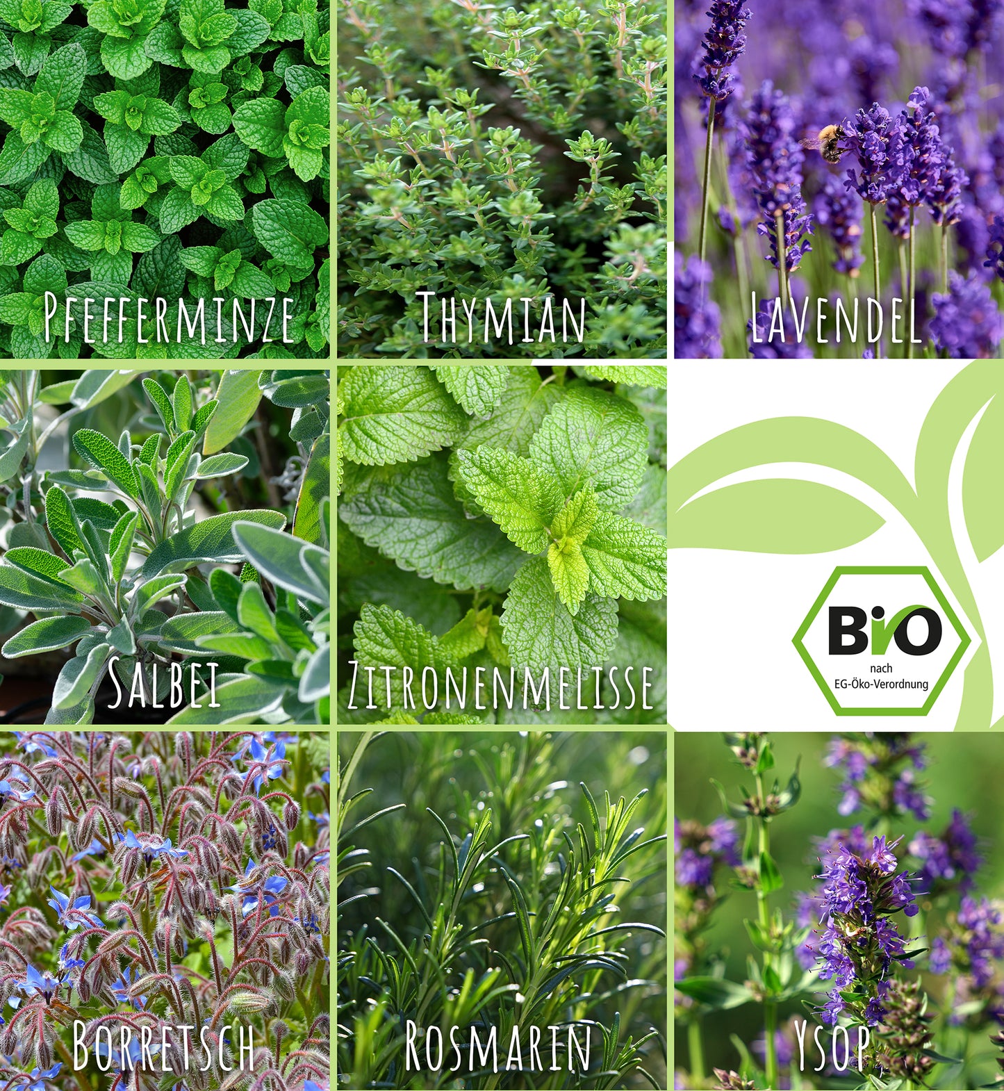 Artikelbild 8 von "BIO Teekräuter-Set (8 Sorten)" aus der Kategorie Kräutersamen-Sets