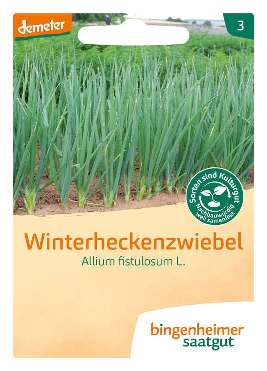 Artikelbild 1 von "BIO Winterheckenzwiebel" aus der Kategorie Lauchzwiebelsamen