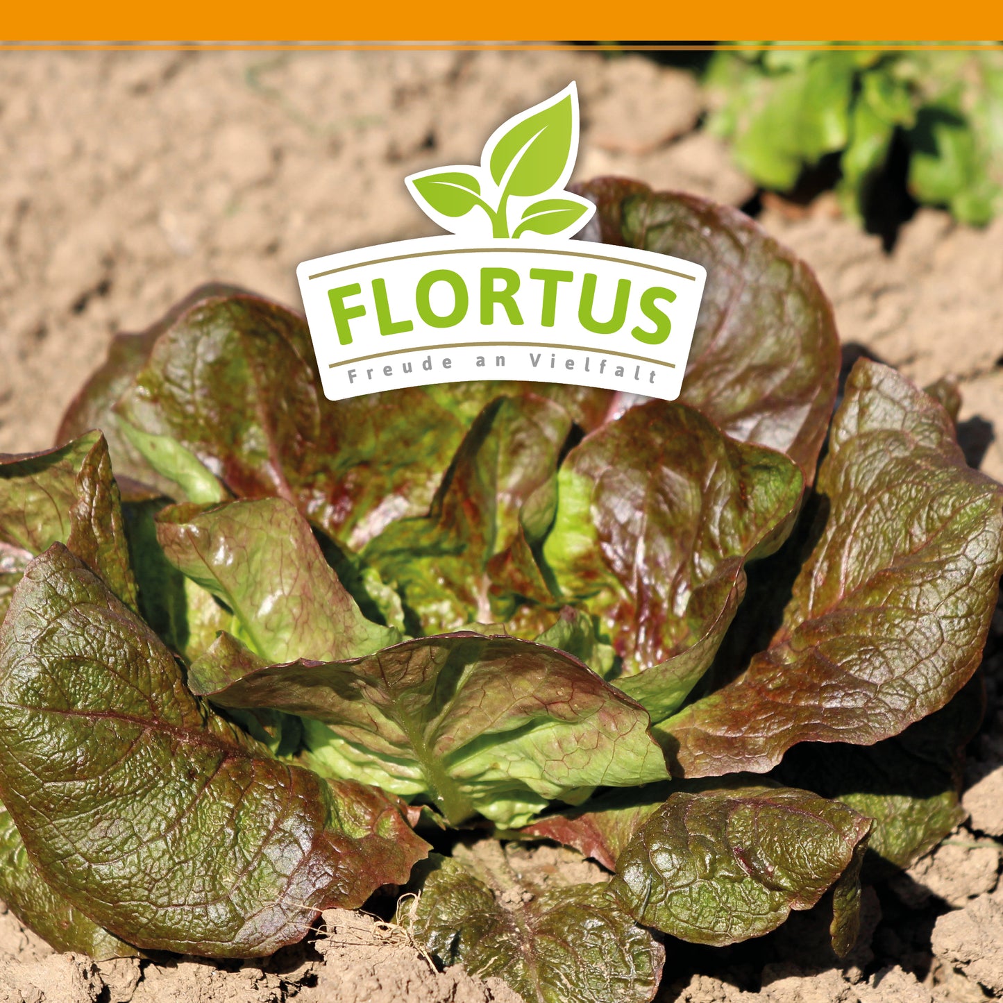 Artikelbild 5 von "BIO Winterkopfsalat Baquieu" aus der Kategorie Kopfsalatsamen