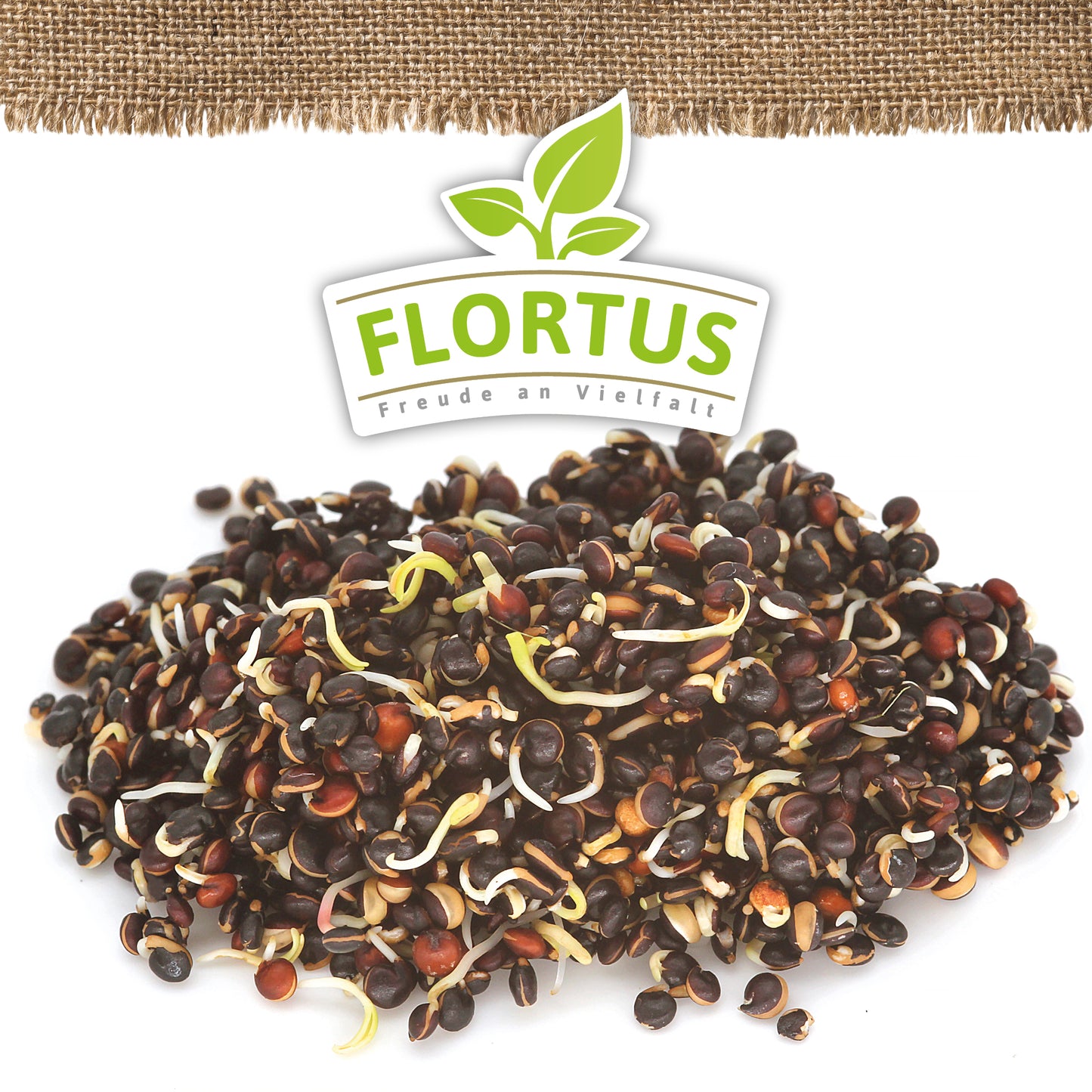 Artikelbild 10 von "BIO Keimsprossen Quinoa Schwarz" aus der Kategorie Keimsprossen