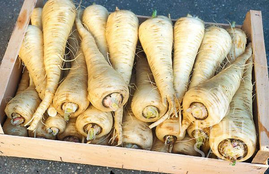 Artikelbild 2 von "BIO Pastinake Aspra" aus der Kategorie Pastinakensamen