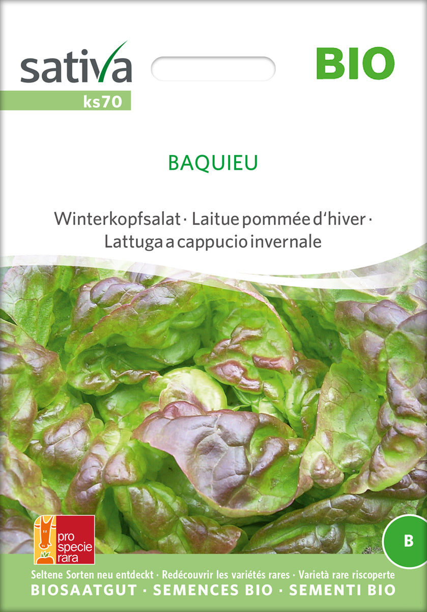 Winterkopfsalat Baquieu | BIO Kopfsalatsamen von Sativa Rheinau