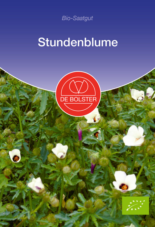 Stundenblume | BIO Blumensamen von De Bolster