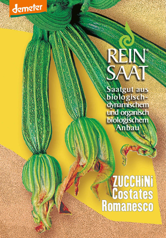 Zucchini Costates Romanesco | BIO Zucchinisamen von Reinsaat