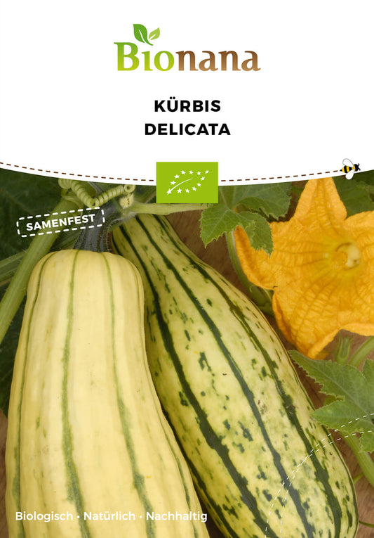 Kürbis Delicata | BIO Kürbissamen von Bionana