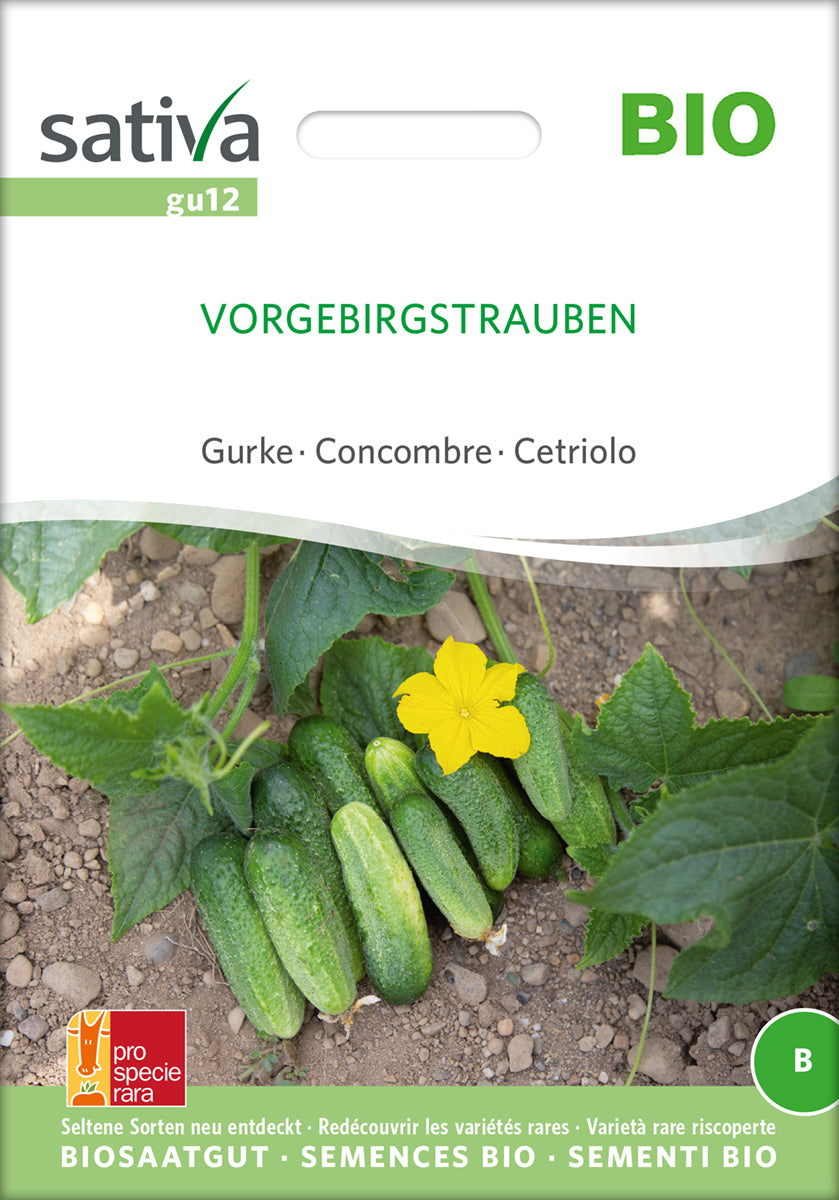 Artikelbild 1 von "BIO Gurke Vorgebirgstrauben [MHD 12/2025]" aus der Kategorie Gurkensamen