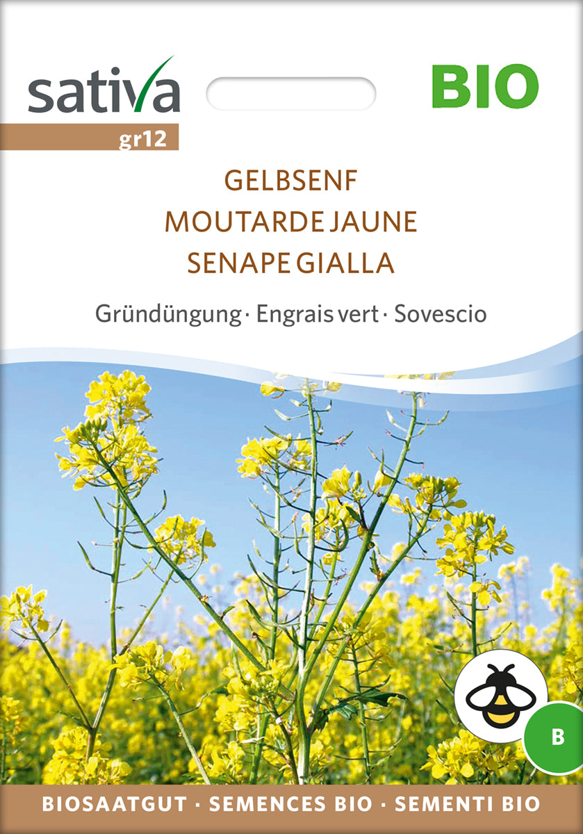 Gründüngung Gelbsenf | BIO Gründünger von Sativa Rheinau